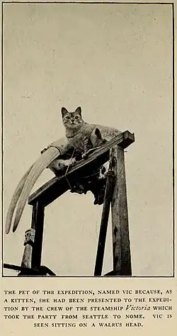 Vic sedící na mroží hlavě