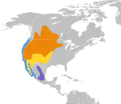 Areál rozšíření:      Hnízdiště      Protahuje      Zimoviště      Celoroční výskyt