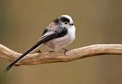 alternativní popis obrázku chybí