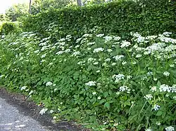 Bršlice kozí noha (Aegopodium podagraria)