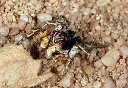 Sameček skákavky znamenané