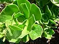 Aeonium balsaminiferum