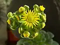 Aeonium dodrantale