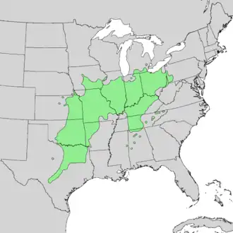 Rozšíření jírovce lysého