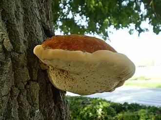 alternativní popis obrázku chybí