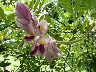 alternativní popis obrázku chybí