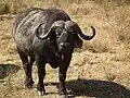 Africký buvol