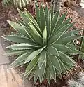Agave funkiana