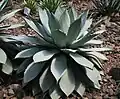 Agave potatorum