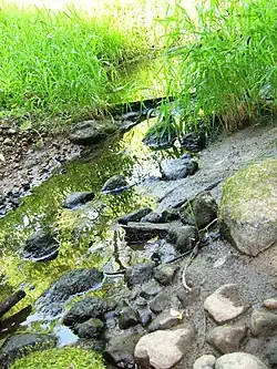 Agluona u silnice Batakiai - Lomiai