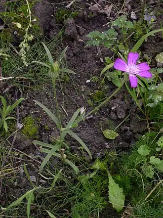 alternativní popis obrázku chybí