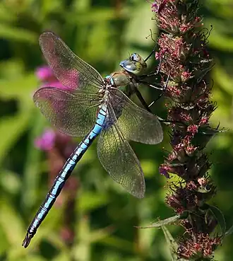 alternativní popis obrázku chybí