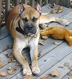 Španělský alano s kupírovanýma ušima