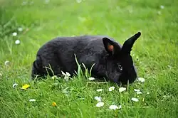 králík plemene aljaška