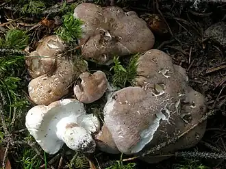 alternativní popis obrázku chybí