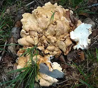 Krásnoporka žemlička