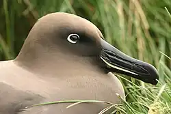 Albatros světlohřbetý - portrét. Albatros má tmavé peří a černý zobák