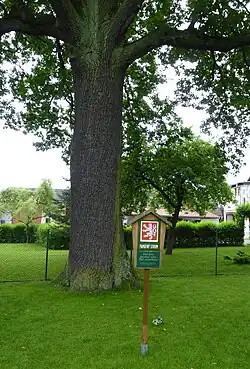 Dub v Albrechticích