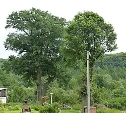 Duby letní v Albrechticích