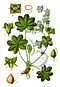 Alchemilla fissa