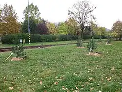 Alej Lindsey Stirling – borovice černé