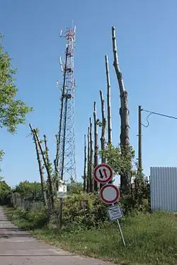 Topolová alej po zmlazení, D. Heršpice, Brno.