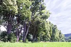 Alej při pohledu k Nebřežinám