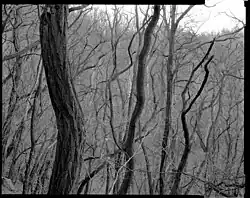 Aleš Jungmann: snímek z cyklu Krajina, 1994–1997