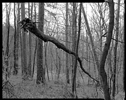 Aleš Jungmann: snímek z cyklu Krajina, 1994–1997