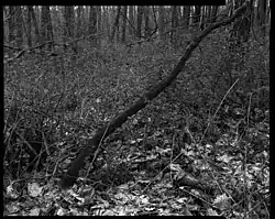 Aleš Jungmann: snímek z cyklu Krajina, 1994–1997