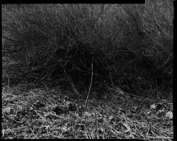 Aleš Jungmann: snímek z cyklu Krajina, 1994–1997