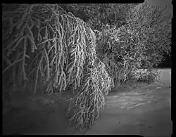 Aleš Jungmann: snímek z cyklu Krajina, 1994–1997