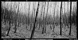 Aleš Jungmann: snímek z cyklu Krajina, 1994–1997