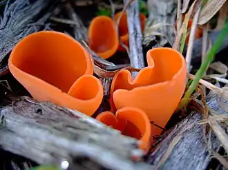 alternativní popis obrázku chybí