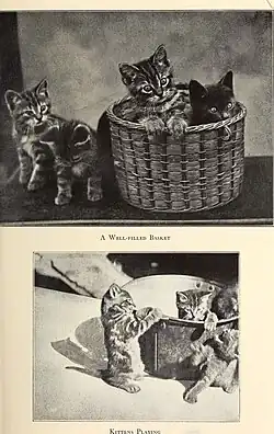 Dobře naplněný koš