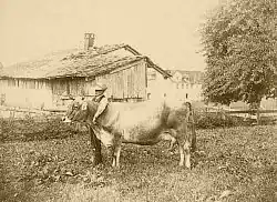 Ze série Costumi della Liguria – sedlák s krávou