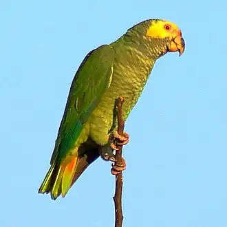 alternativní popis obrázku chybí