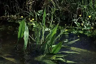 alternativní popis obrázku chybí