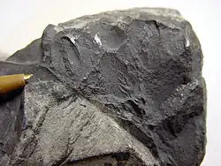 vzorek kusového černošedého stibarsenu