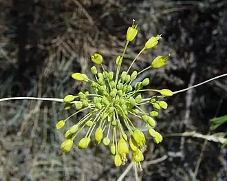 alternativní popis obrázku chybí