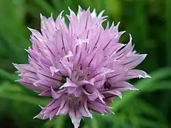 Detail květu pažitky