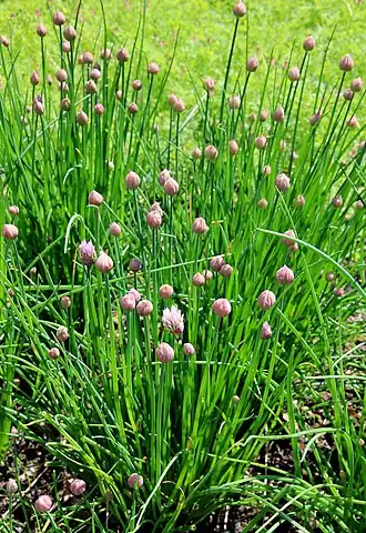 alternativní popis obrázku chybí