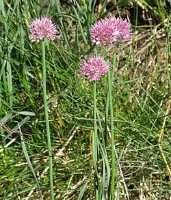 Česnek tuhý (Allium strictum)