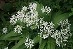 Květy medvědího česneku