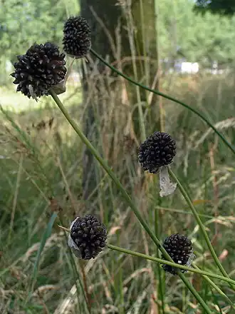 Česnek viniční (Allium vineale)