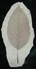 Fosilní list †Alnus parvifolia z raného eocénu