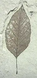 Vymizelý druh olše Alnus parvifolia
