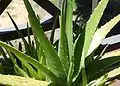 Asphodelaceae:Aloe vera