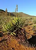 Aloe khamiesensis v Západním Kapsku