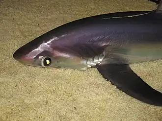 Liškoun pelgaický; za povšimnutí stojí tmavá barva nad bází prsní ploutve, která ho odlišuje od liškouna obecného